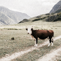 Fotografia utilizada na divulgação da Mostra de Cinema de Experimentação Fluminense. Em uma paisagem ampla e silenciosa, uma vaca marrom e branca está parada sobre um caminho de terra que corta um campo de grama baixa. Ao fundo, elevam-se montanhas de tons acinzentados sob céu claro, criando atmosfera fria e distante. A composição simples e contemplativa, com a presença solitária do animal, sugere estranhamento e suspensão, dialogando com a proposta experimental e sensorial da mostra.