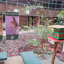 Jardim do CCJF com área verde, bancos e um meliponário de abelhas sem ferrão. À direita, uma pequena caixa de madeira com fitas verdes, apoiada sobre suporte, abriga a colmeia. Ao fundo, placas informativas apresentam conteúdos educativos sobre as abelhas e o meio ambiente. O espaço é cercado por plantas, arbustos e pela fachada do edifício da Justiça Federal com quem o CCJF compartilha o jardim.