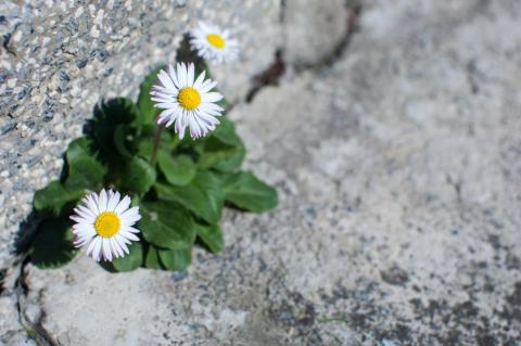 A imagem mostra margaridas brancas com miolo amarelo que brotam entre rachaduras no concreto, ao lado de um muro de pedras. O contraste entre a delicadeza das flores e a dureza do ambiente remete à força da vida e da natureza em resistir e se regenerar