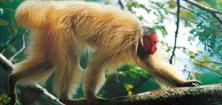 A imagem mostra um macaco de porte médio e cor clara — e rosto vermelho —  andando em um galho de árvore.  A cor predominante da foto é o verde da mata. Acima do primata, em destaque, a palavra “Mamirauá”, na cor rosa alaranjado. Já abaixo da imagem, está a frase, em tamanho menor: Texto Thiago de Mello; Fotos Luiz Claudio Marigo.