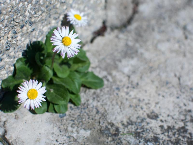 A imagem mostra margaridas brancas com miolo amarelo que brotam entre rachaduras no concreto, ao lado de um muro de pedras. O contraste entre a delicadeza das flores e a dureza do ambiente remete à força da vida e da natureza em resistir e se regenerar