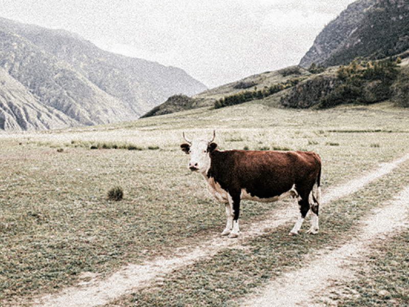 Fotografia utilizada na divulgação da Mostra de Cinema de Experimentação Fluminense. Em uma paisagem ampla e silenciosa, uma vaca marrom e branca está parada sobre um caminho de terra que corta um campo de grama baixa. Ao fundo, elevam-se montanhas de tons acinzentados sob céu claro, criando atmosfera fria e distante. A composição simples e contemplativa, com a presença solitária do animal, sugere estranhamento e suspensão, dialogando com a proposta experimental e sensorial da mostra.